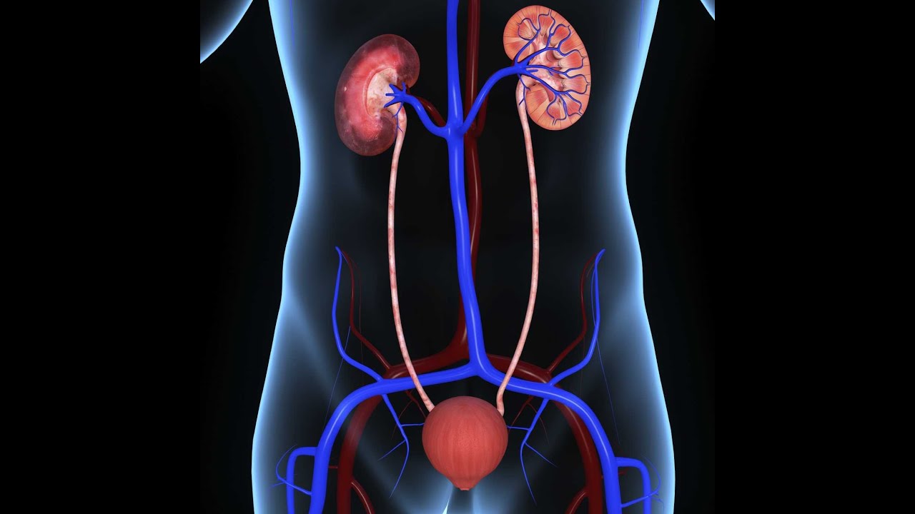 Мочевыводящие пути. Картинки прещеритлная система. Urinary System banner.